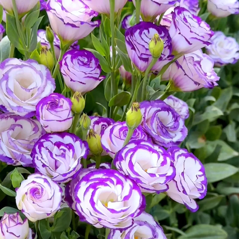 Premium Lisianthus Seeds – Grow Elegant, Long-Lasting Blooms in Your Garden