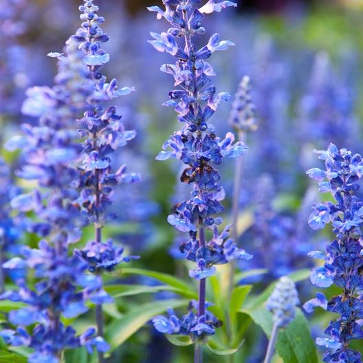 Hyssop Seeds Jonyparkseed®
