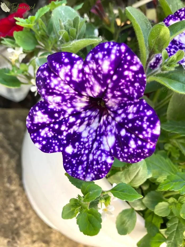 🎆Starry Petunia Seeds