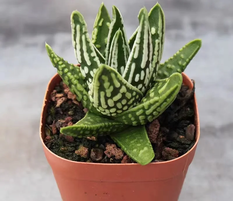 hts16.Haworthia Tears of Angel 5-7cm/ Haworthia/ Succulent plants / Garden landscape / Carefully select healthy plants