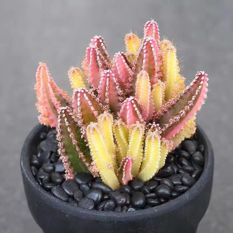 plant Aeonium Echeveria Haworthia  Caudex  Lithops Cactus  Agave 