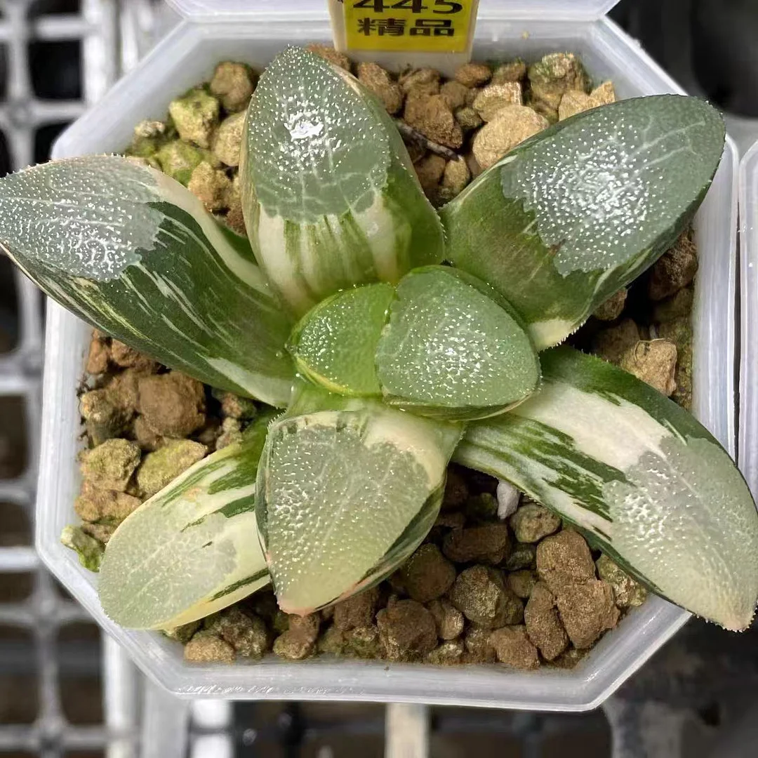 fd7.Haworthia bayeri variegated 5-6cm/ Haworthia / Succulent plants / Garden landscape / Carefully select healthy plants