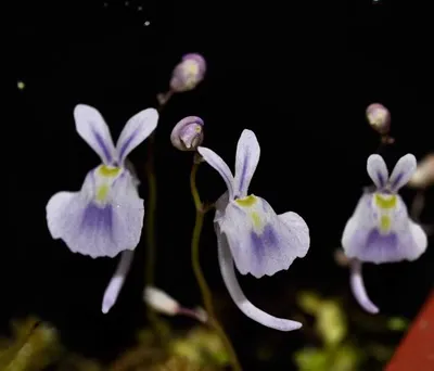 Utricularia sandersonii Seeds