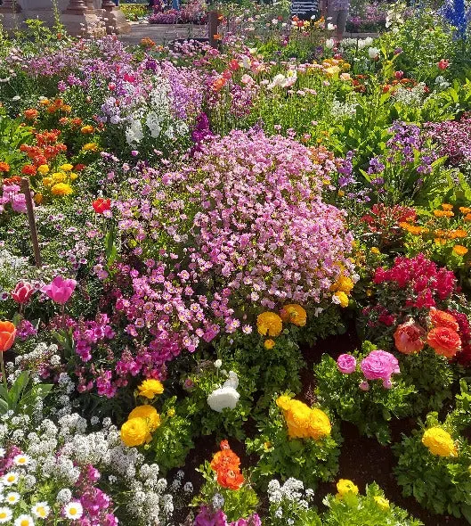 COTTAGE GARDEN MIX - Flower seeds – Boondie Seeds