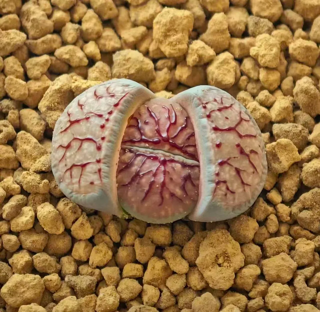 plant Aeonium Echeveria Haworthia  Caudex  Lithops Cactus  Agave 