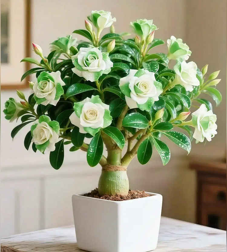 🇺🇸 Celebrate America’s 250th – Red, White & Blue Desert Rose (Adenium) Seedlings