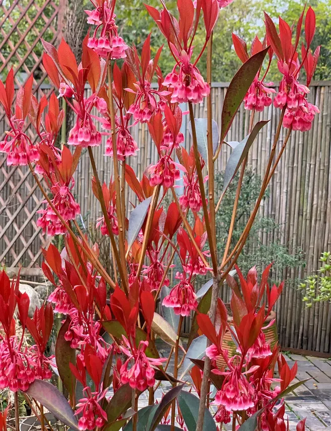Rare Tuberose Enkianthus Seeds