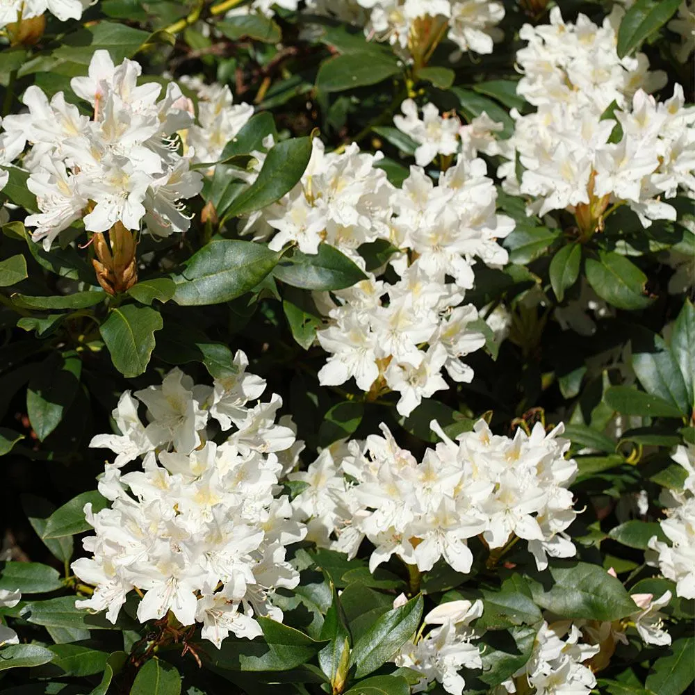 Stunning Azaleas – Red, Pink, White & Dreamy Mixed Colors | Four-Season Garden Delight