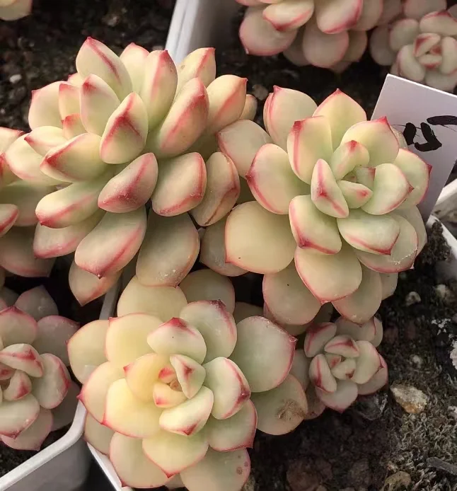 plant Aeonium Echeveria Haworthia  Caudex  Lithops Cactus  Agave 