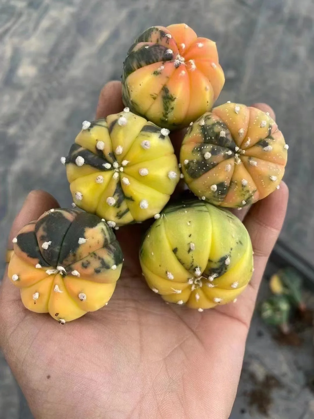 plant Aeonium Echeveria Haworthia  Caudex  Lithops Cactus  Agave 