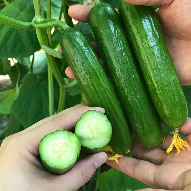 Thorn-less Fruit Cucumber Seeds