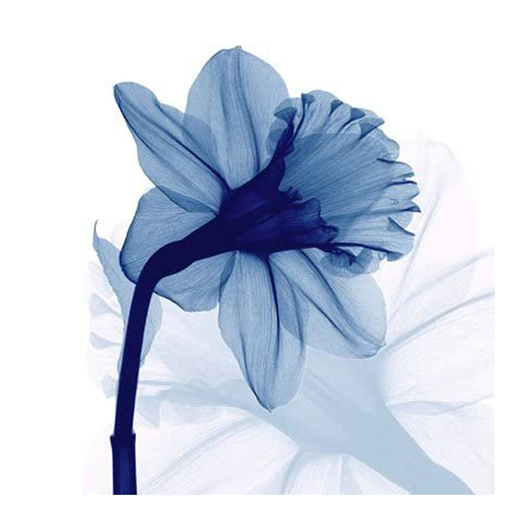 

Blue Flower - 11CT Stamped Cross Stitch - 40*40CM, 501 Original