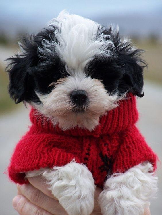lifelike shih tzu