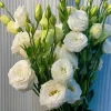 🔥&Tau;&epsilon;&lambda;&epsilon;&upsilon;&tau;&alpha;ί&alpha; &mu;έ&rho;&alpha; &pi;ώ&lambda;&eta;&sigma;&eta;&sigmaf;💝Eustoma Thornless Rose💐&Sigma;&pi;ό&rho;&omicron;&iota; Lisianthus