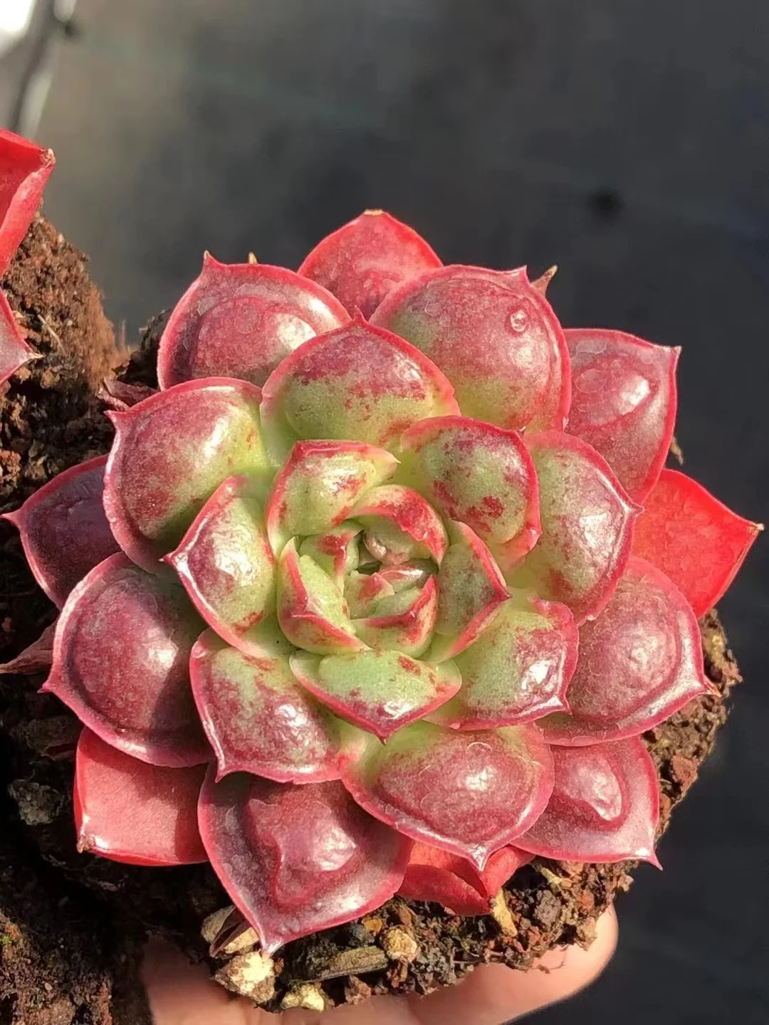 plant Aeonium Echeveria Haworthia  Caudex  Lithops Cactus  Agave 