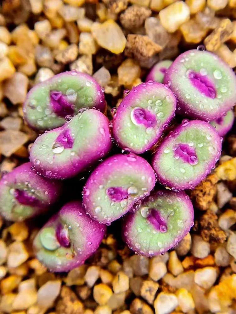 plant Aeonium Echeveria Haworthia  Caudex  Lithops Cactus  Agave 