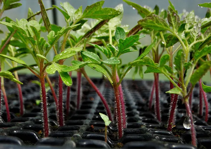 100% Germination rate-Waterfall Tomatoes Seeds-High Yield