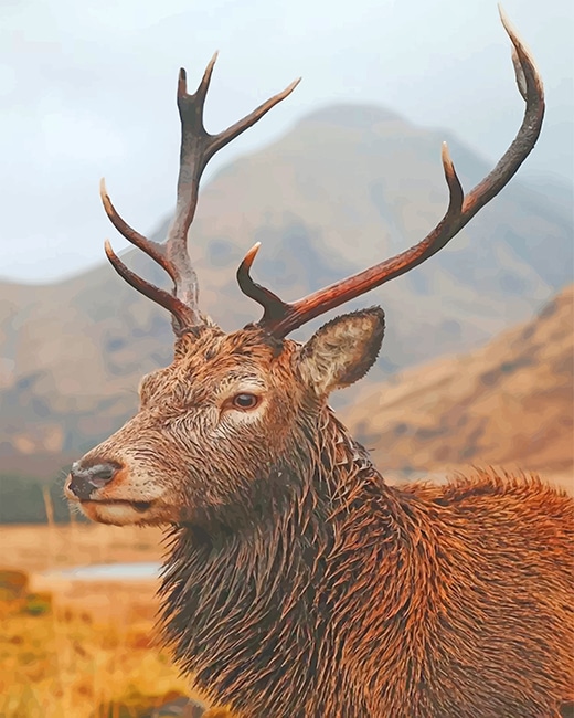 

Wild Life Deer – Paint By Numbers - 40*50CM, 501 Original