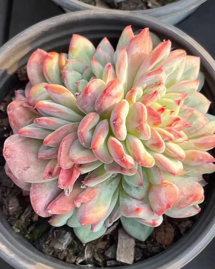 plant Aeonium Echeveria Haworthia  Caudex  Lithops Cactus  Agave 