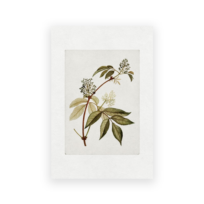 Vintage Botanical Gallery Wall Art Print Antique Flower Painting Canvas Poster Rustic Farmhouse Decoration Plants Wall Pictures