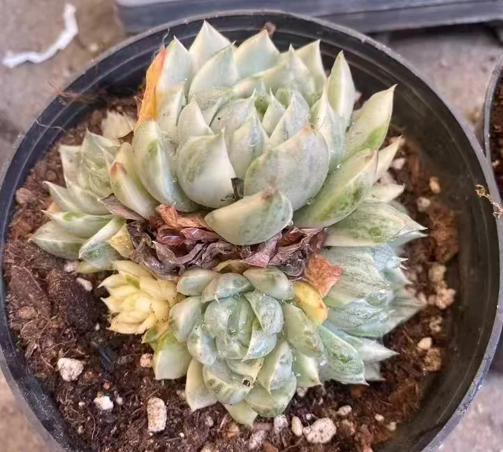 plant Aeonium Echeveria Haworthia  Caudex  Lithops Cactus  Agave 