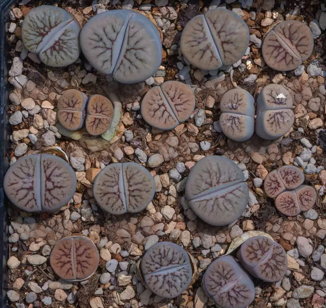 plant Aeonium Echeveria Haworthia  Caudex  Lithops Cactus  Agave 