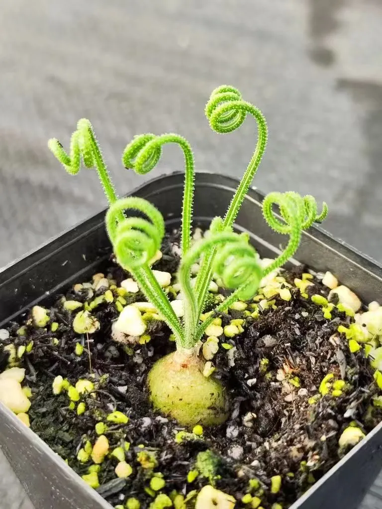 plant Aeonium Echeveria Haworthia  Caudex  Lithops Cactus  Agave 