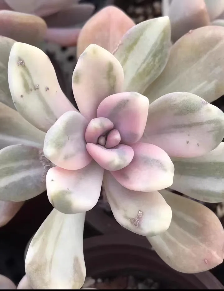 304. Winter beauty brocade  single head and cluster/ Echeveria / Succulent plants / Garden landscape / Carefully select healthy plants
