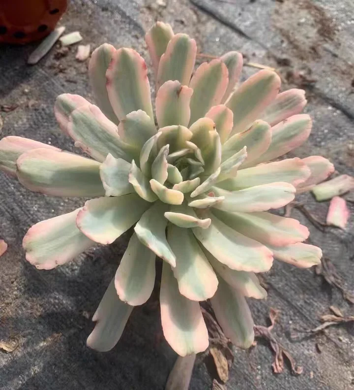 plant Aeonium Echeveria Haworthia  Caudex  Lithops Cactus  Agave 