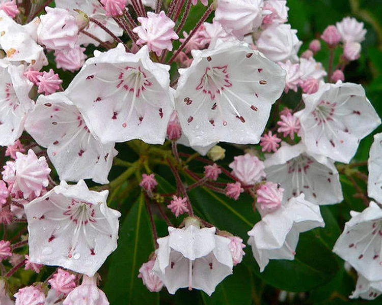 Mountain Laurel Seeds