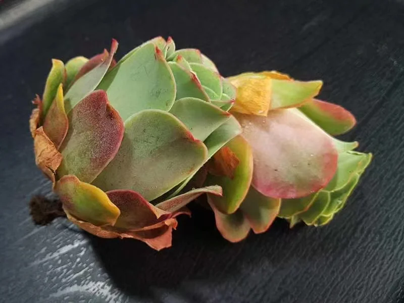 plant Aeonium Echeveria Haworthia  Caudex  Lithops Cactus  Agave 