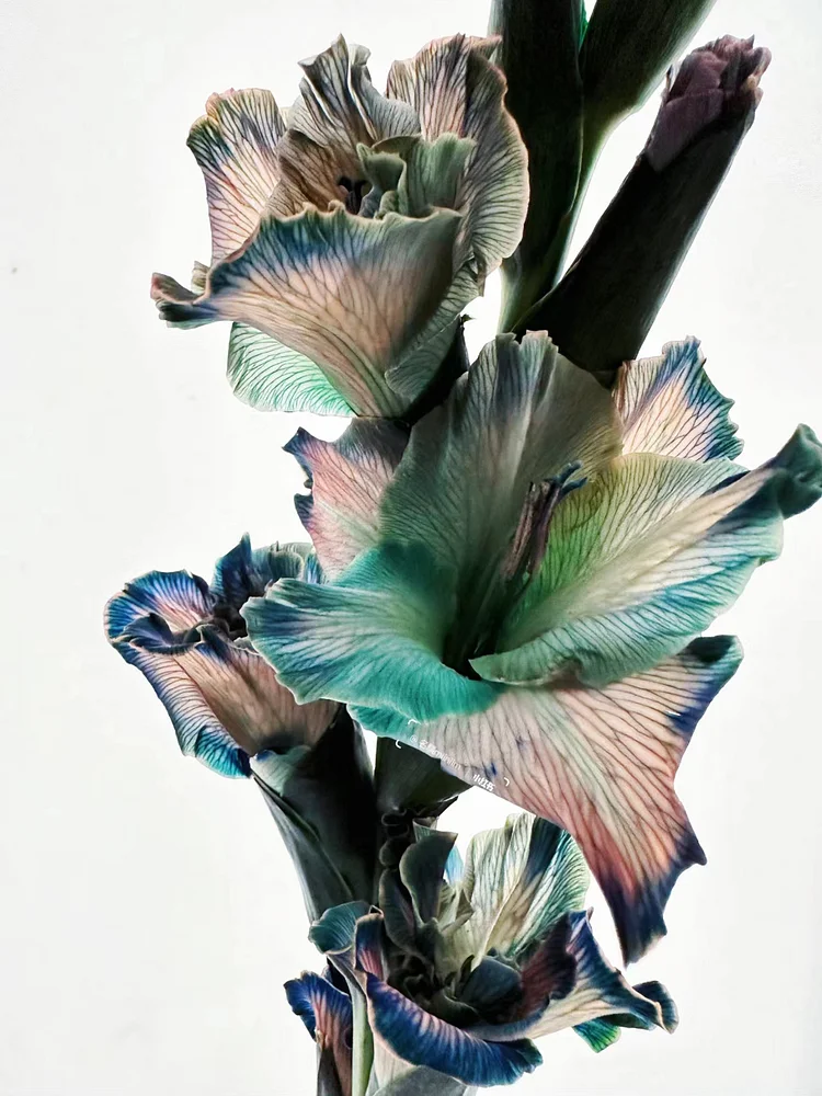 Rare Gladioli