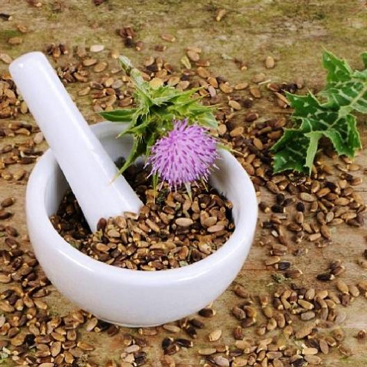 Milk Thistle Seeds Jonyparkseed®