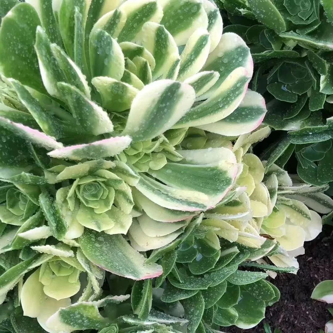 plant Aeonium Echeveria Haworthia  Caudex  Lithops Cactus  Agave 