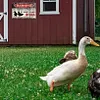 4PCS m&eacute;fiez vous canard - Ensemble de panneaux en m&eacute;tal(20*30cm/30*40cm)
