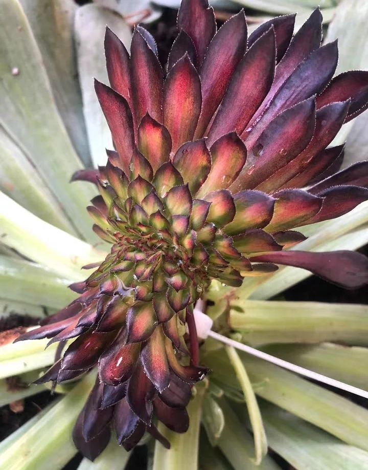 plant Aeonium Echeveria Haworthia  Caudex  Lithops Cactus  Agave 