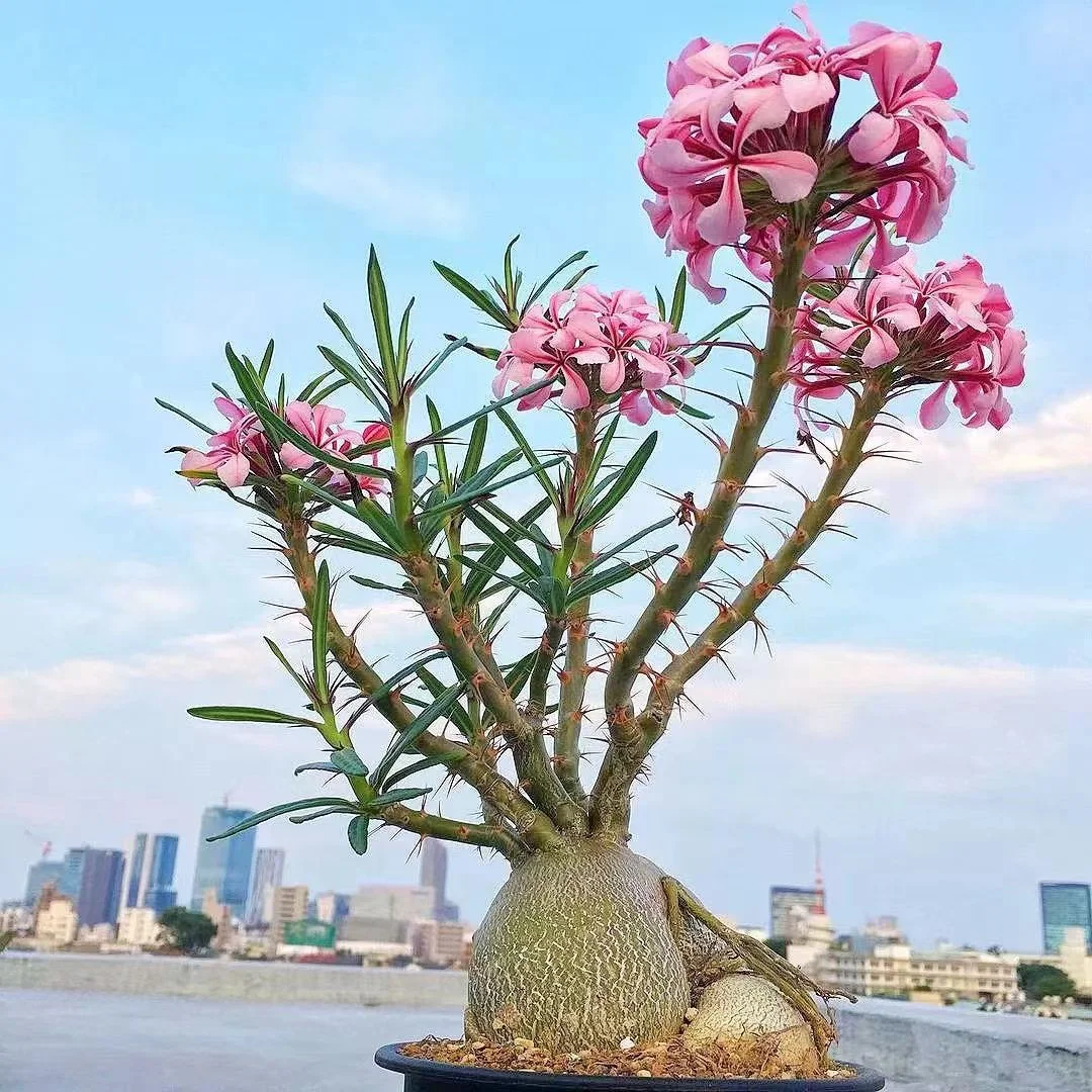 941. Pachypodium succulentum 1.5-2cm/Caudex/ Succulent plants / Garden landscape / Carefully select healthy plants