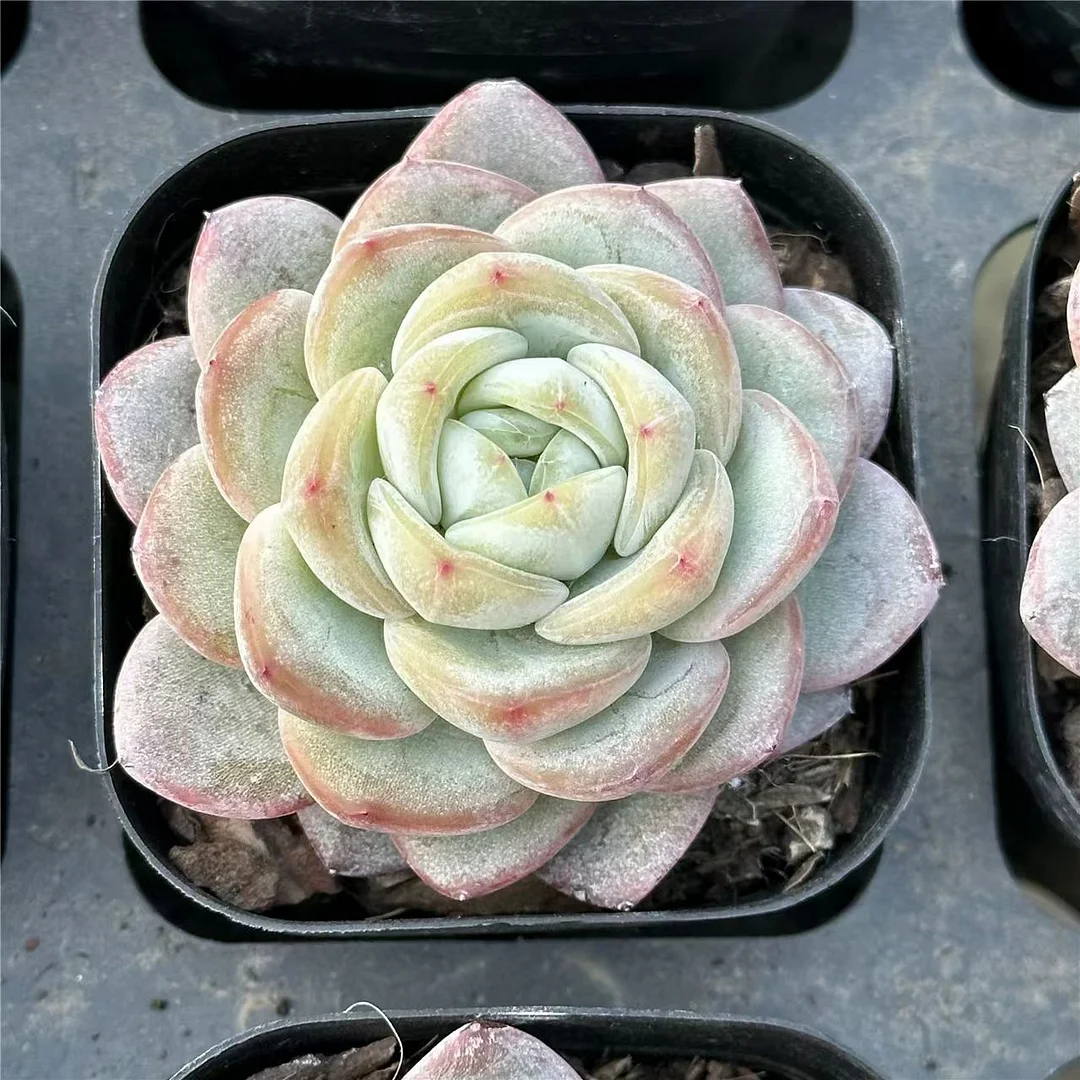 plant Aeonium Echeveria Haworthia  Caudex  Lithops Cactus  Agave 