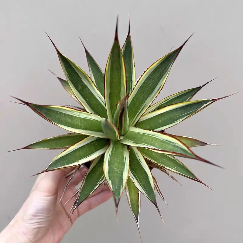 zwyyw39.Agave Blue Glow 12-13cm/Agave plants / Succulent plants / Garden landscape / Carefully select healthy plants
