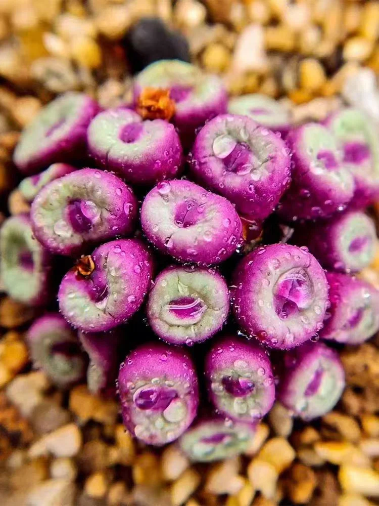 249.  Conophytum vanzylii single head / Lithops and Conophytum/ Succulent plants / Garden landscape / Carefully select healthy plants
