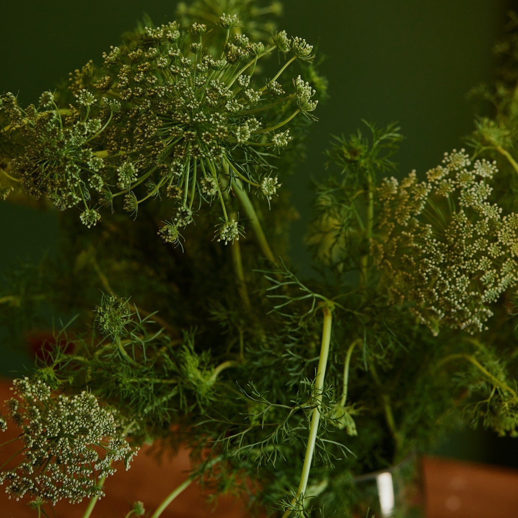 Green Mist Ammi visnaga 'False Queen Anne's Lace' Flower | X 100 Seeds