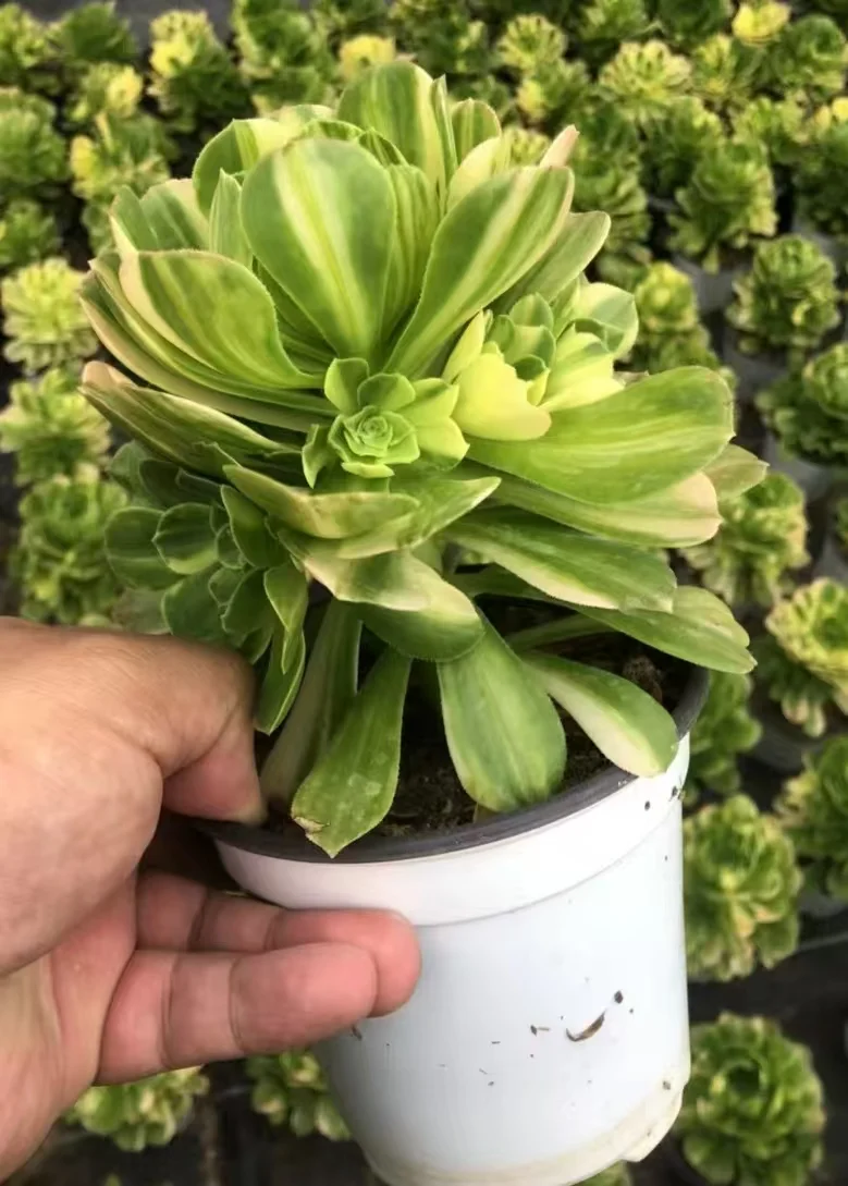 plant Aeonium Echeveria Haworthia  Caudex  Lithops Cactus  Agave 