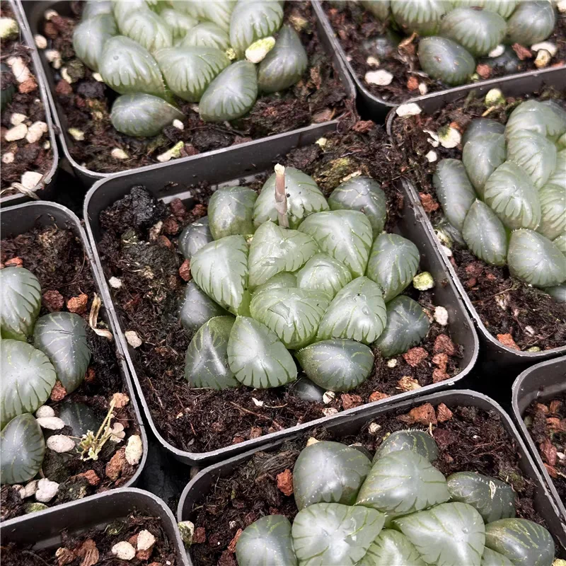 plant Aeonium Echeveria Haworthia  Caudex  Lithops Cactus  Agave 