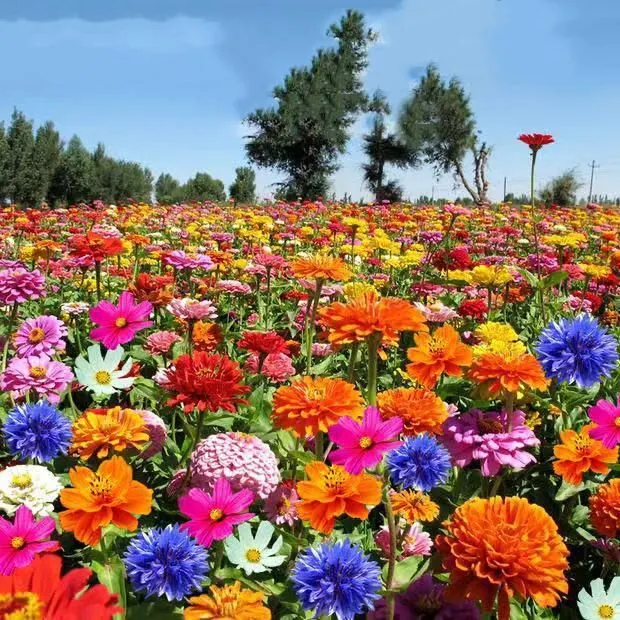 moss rose seed Moss Rose Seeds (Mix) • Gardenizi