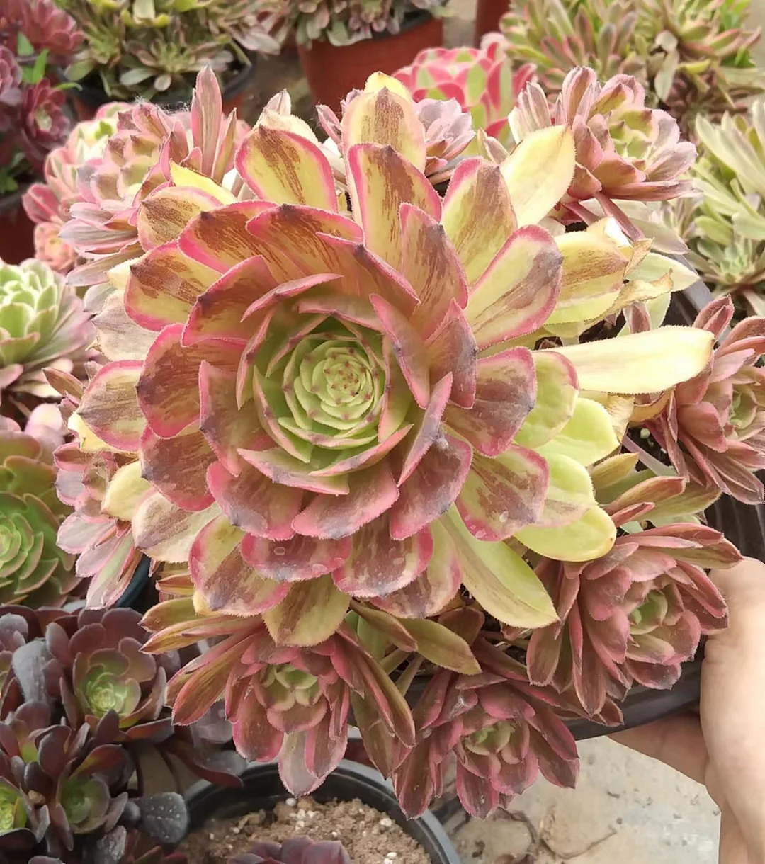 plant Aeonium Echeveria Haworthia  Caudex  Lithops Cactus  Agave 