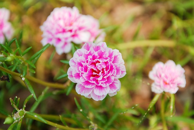 How to Grow Moss Roses