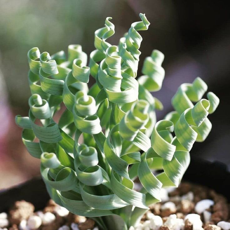 Albuca Concordiana Bulbs
