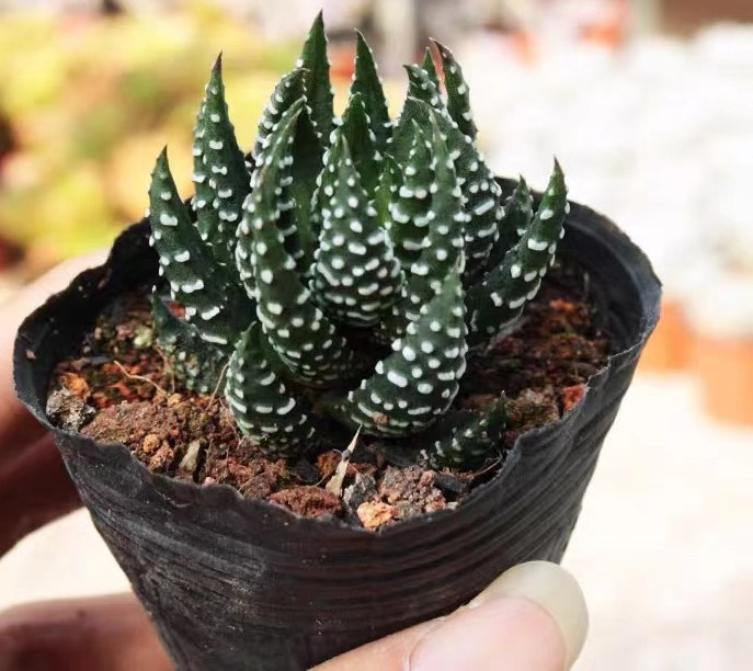 hts20.Haworthia reinwardtii 4-5cm/ Haworthia/ Succulent plants / Garden landscape / Carefully select healthy plants