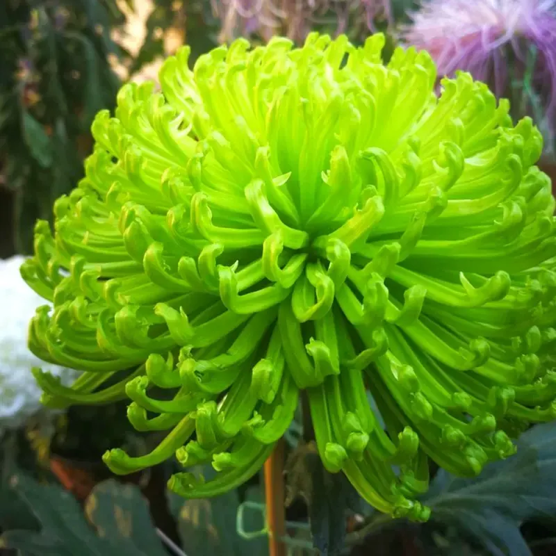 Mixed Spider Mums Flower Seeds-Over 20 Colors