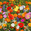 💝Last day clearance💝Mixed Perennial Flowers Seeds-Over 60 kinds mixed